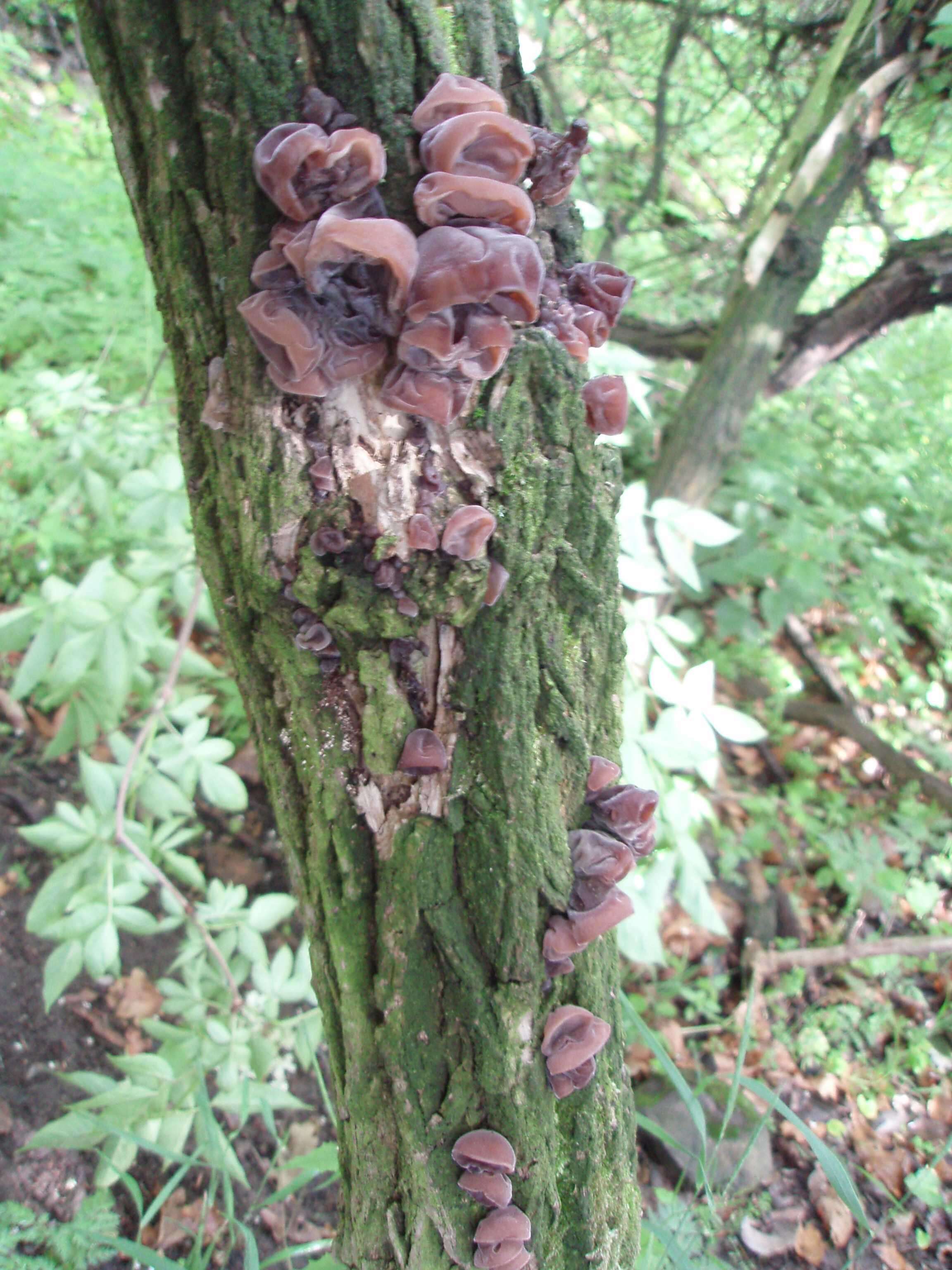 Image of ear fungus