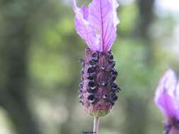 Imagem de Lavandula pedunculata subsp. sampaiana (Rozeira) Franco