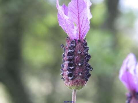 Image of Lavandula pedunculata subsp. sampaiana (Rozeira) Franco