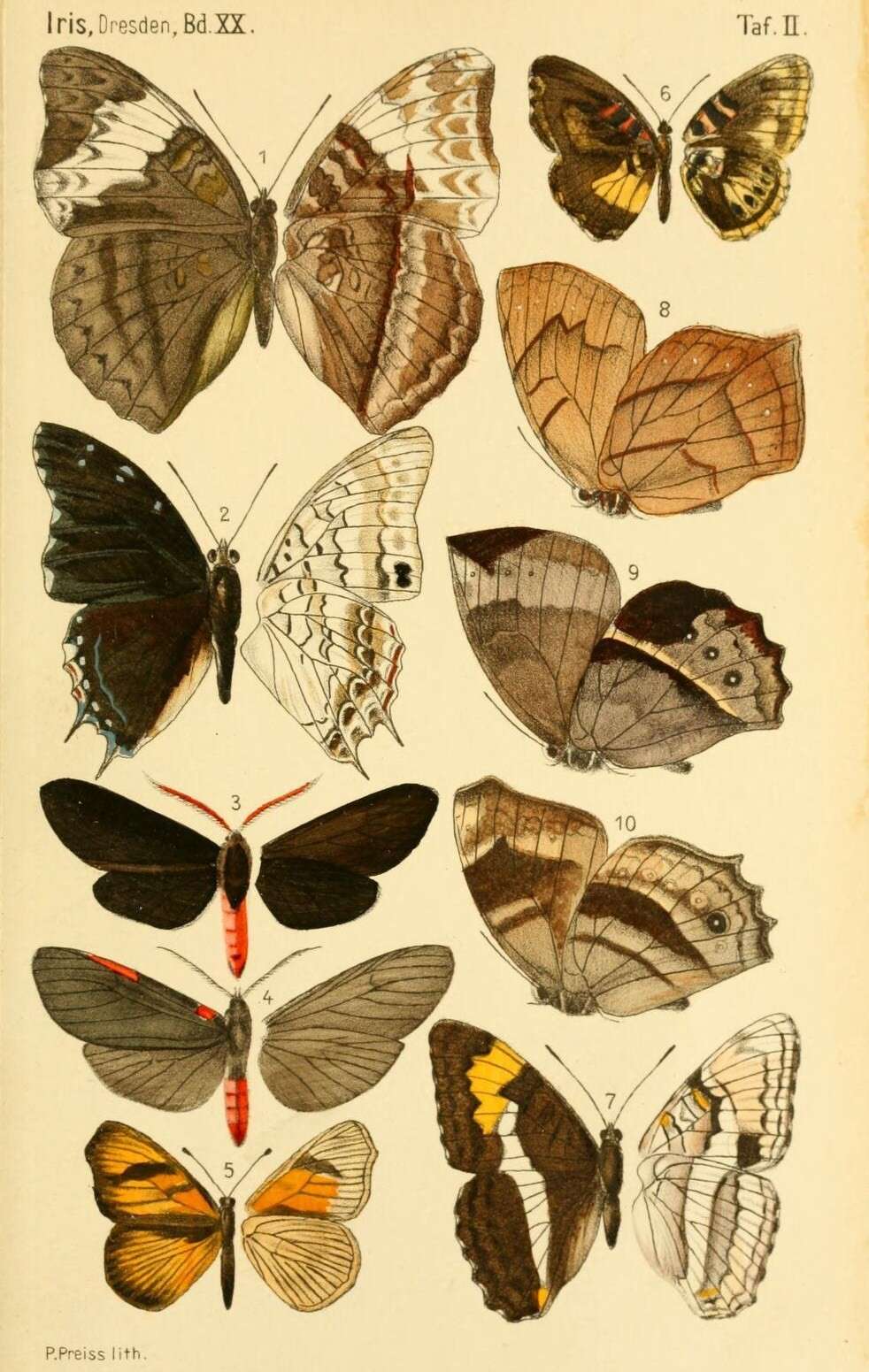 Image of Charaxes