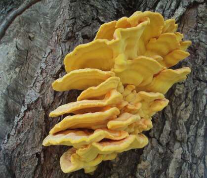 Image of Bracket Fungus