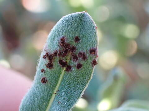 Image de Puccinia oenotherae Vize 1877