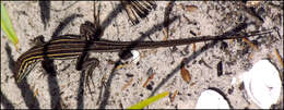 Image of Six-lined Racerunner