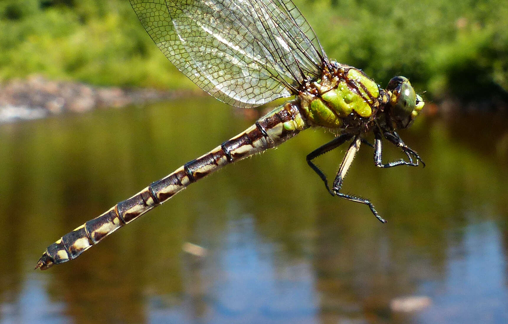 صورة Ophiogomphus aspersus Morse 1895