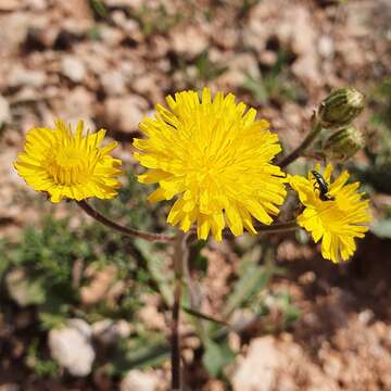 Image of Crepis vesicaria subsp. vesicaria