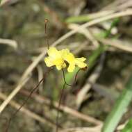 Image of Zigzag bladderwort