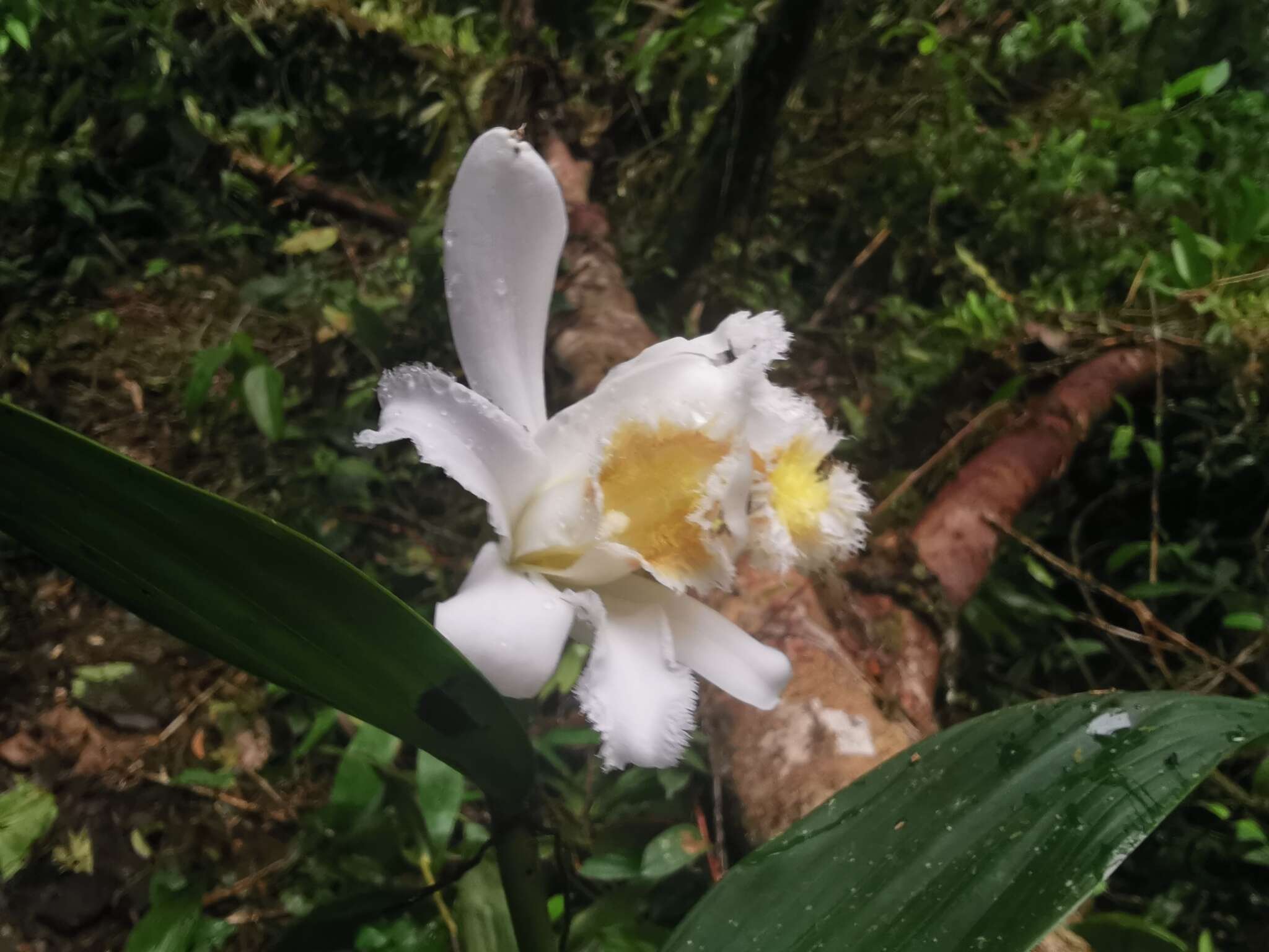 Image of Sobralia fimbriata Poepp. & Endl.