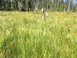 Image of tall cottongrass