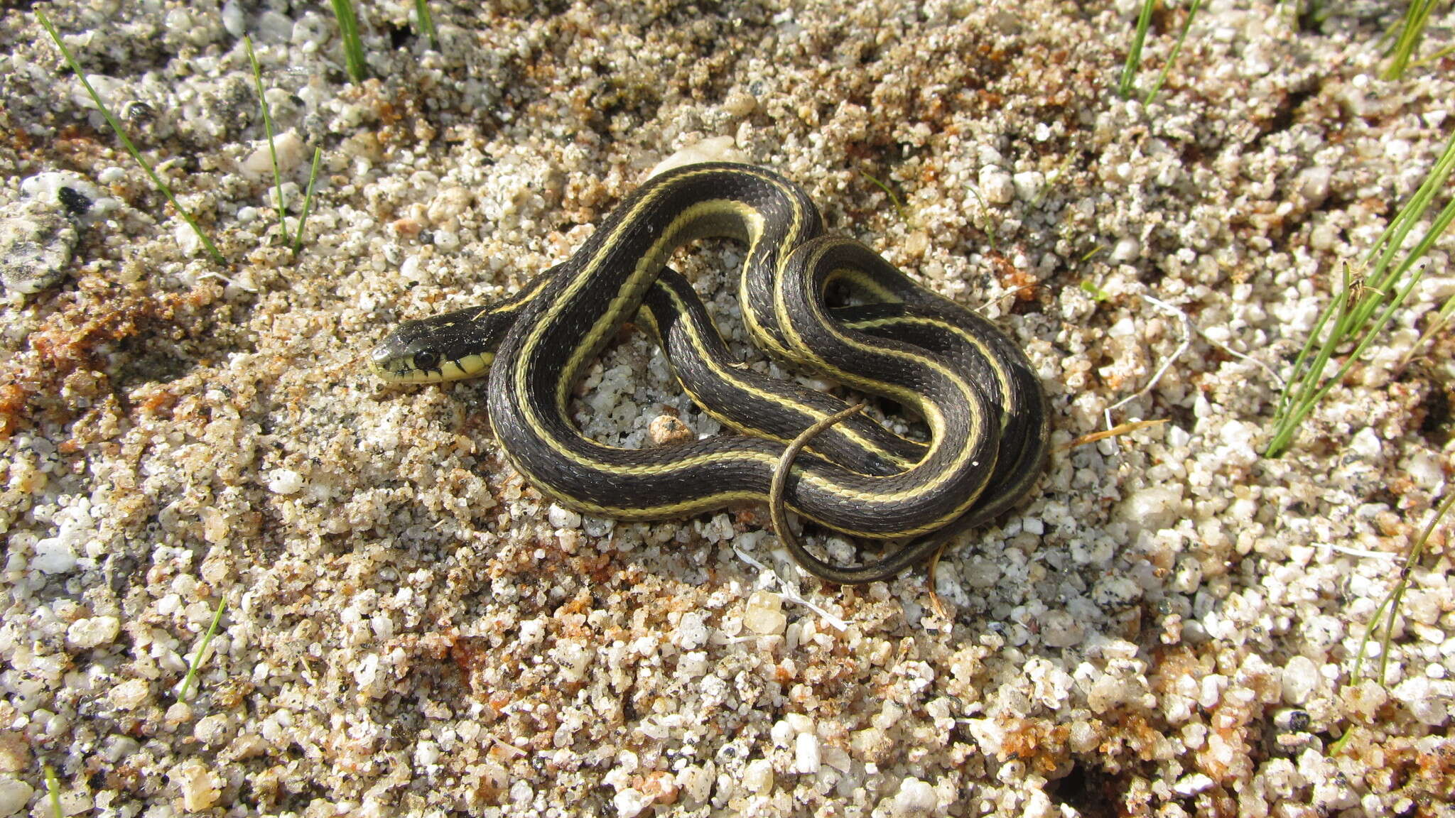 Image of Thamnophis elegans hueyi Van Denburgh & Slevin 1923