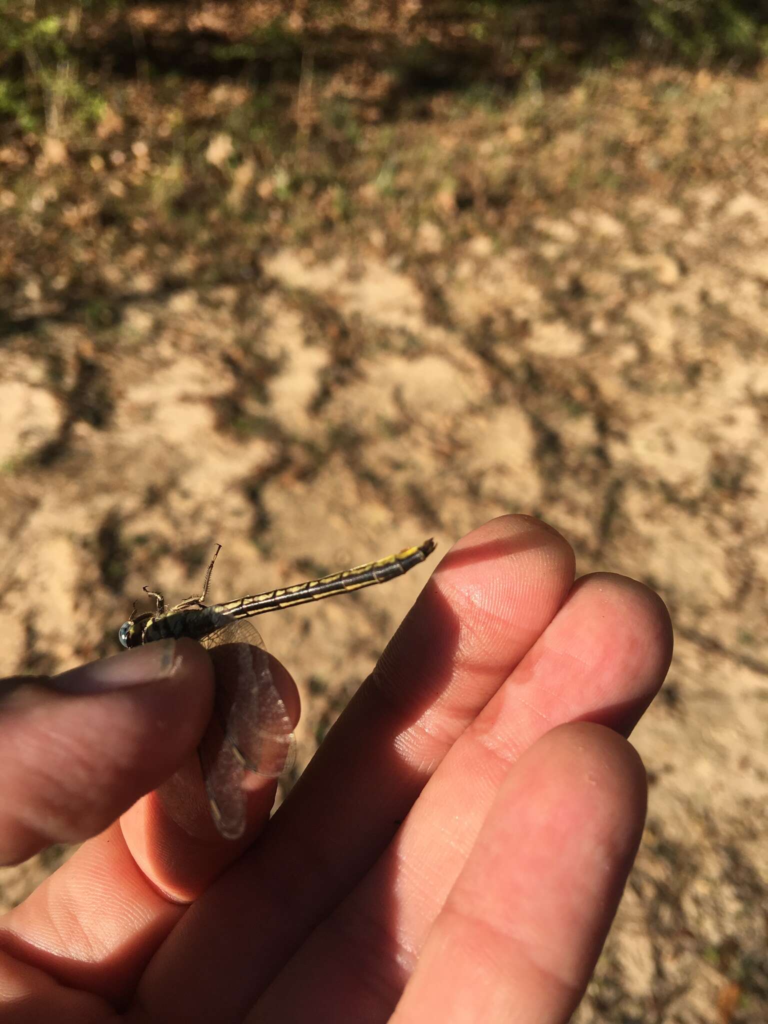 Image of Hodges' Clubtail