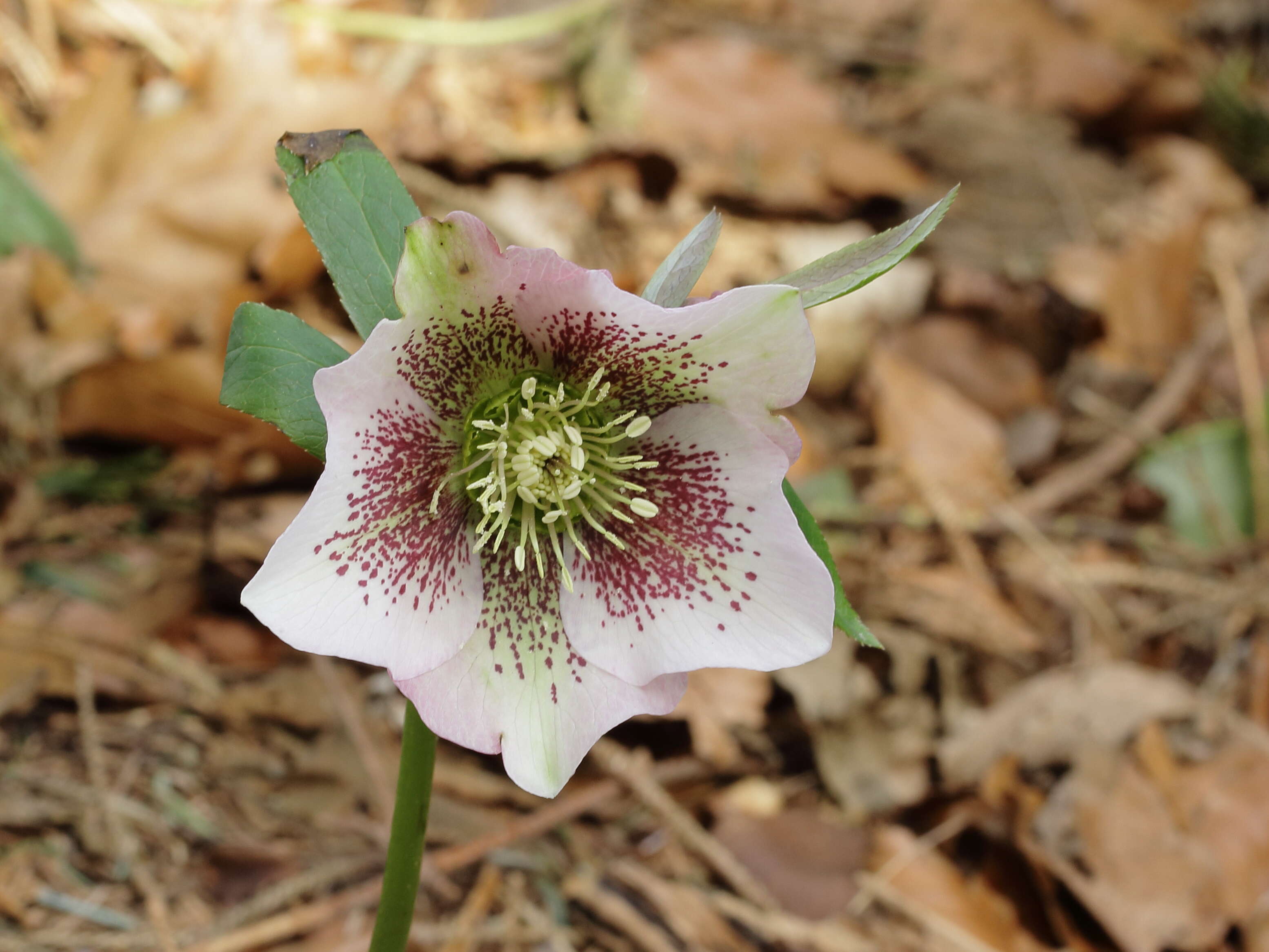 Image of lenten-rose