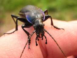 Image of Violet Ground Beetle