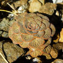 Image of Viola rubromarginata