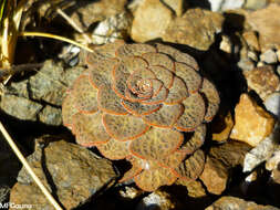 Image of Viola rubromarginata