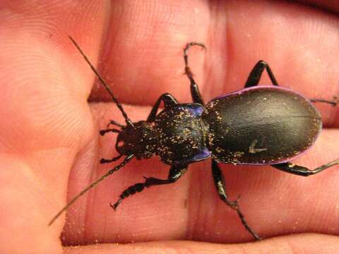 Image of Violet Ground Beetle