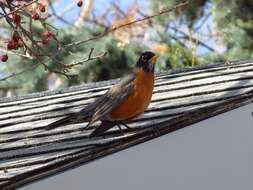 Image of American Robin