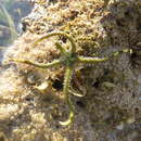 Image of Large Brittle Star