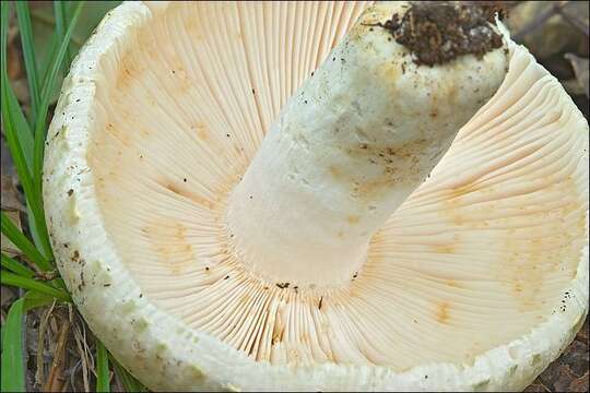 Image of Russula virescens (Schaeff.) Fr. 1836