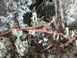 Image of Mealy Pixie-cup Lichen