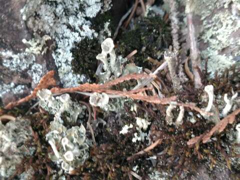 Image of Cladonia chlorophaea (Flörke ex Sommerf.) Spreng.