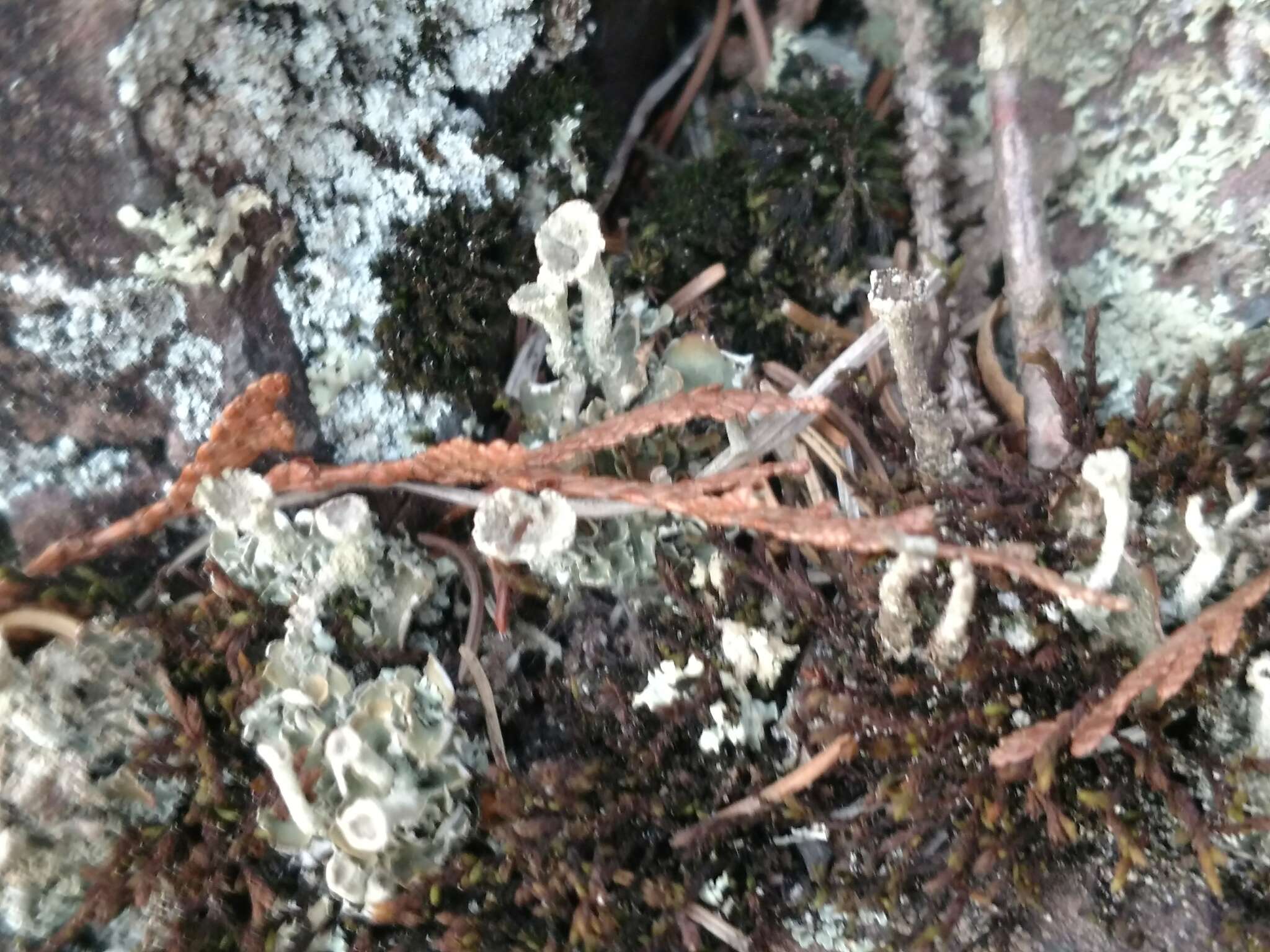 Image of Mealy Pixie-cup Lichen