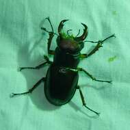 Lucanus (Pseudolucanus) capreolus (Linnaeus 1763)的圖片