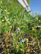 Image of strict forget-me-not