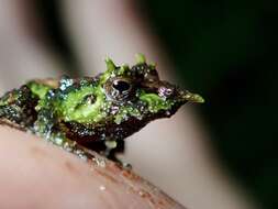 Image of Pacific robber frog