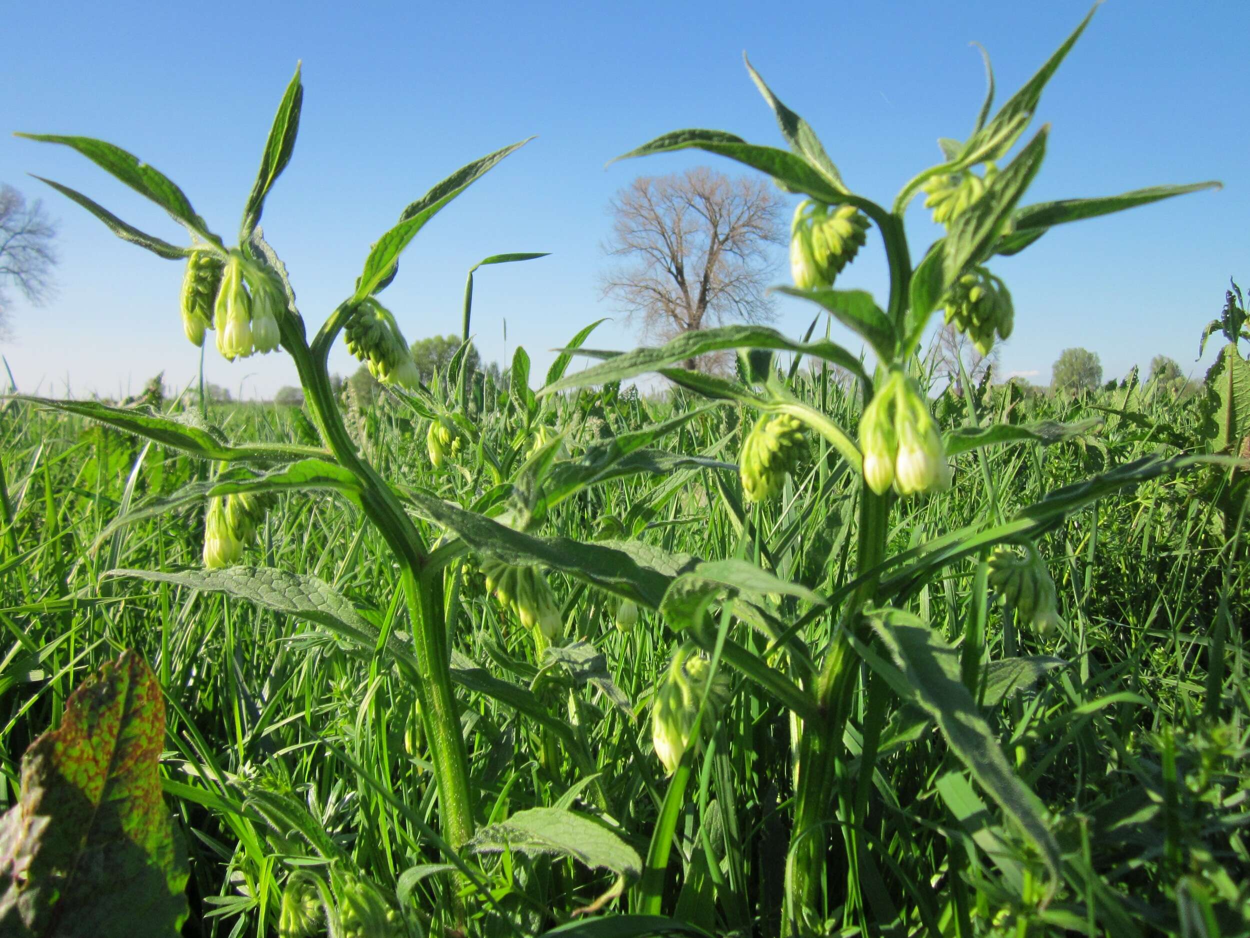 Image of boneset