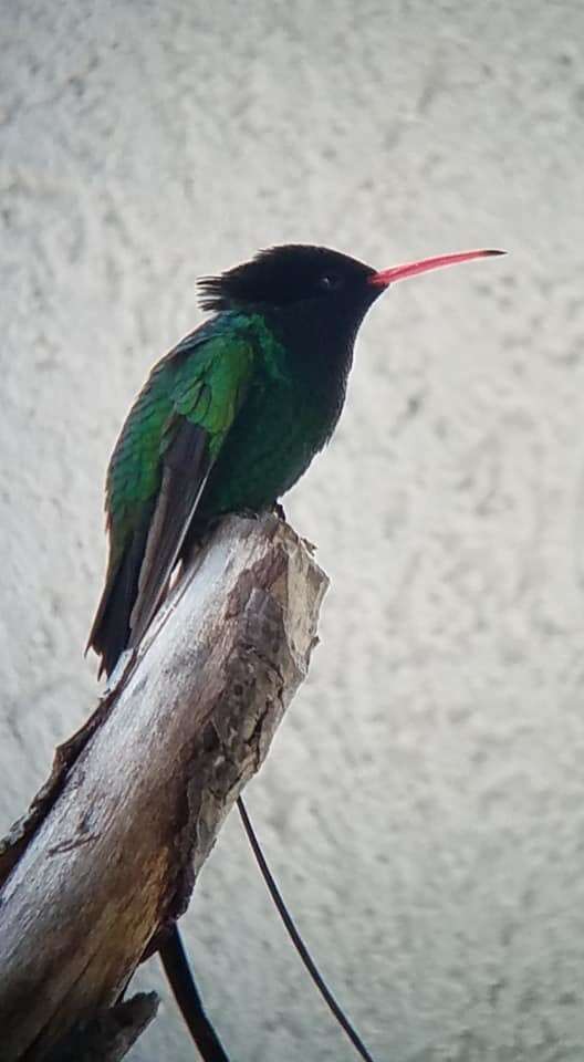 Image of Red-billed Streamertail