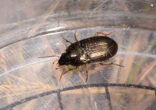 Image of Ground beetle