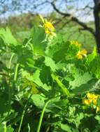 Image of celandine