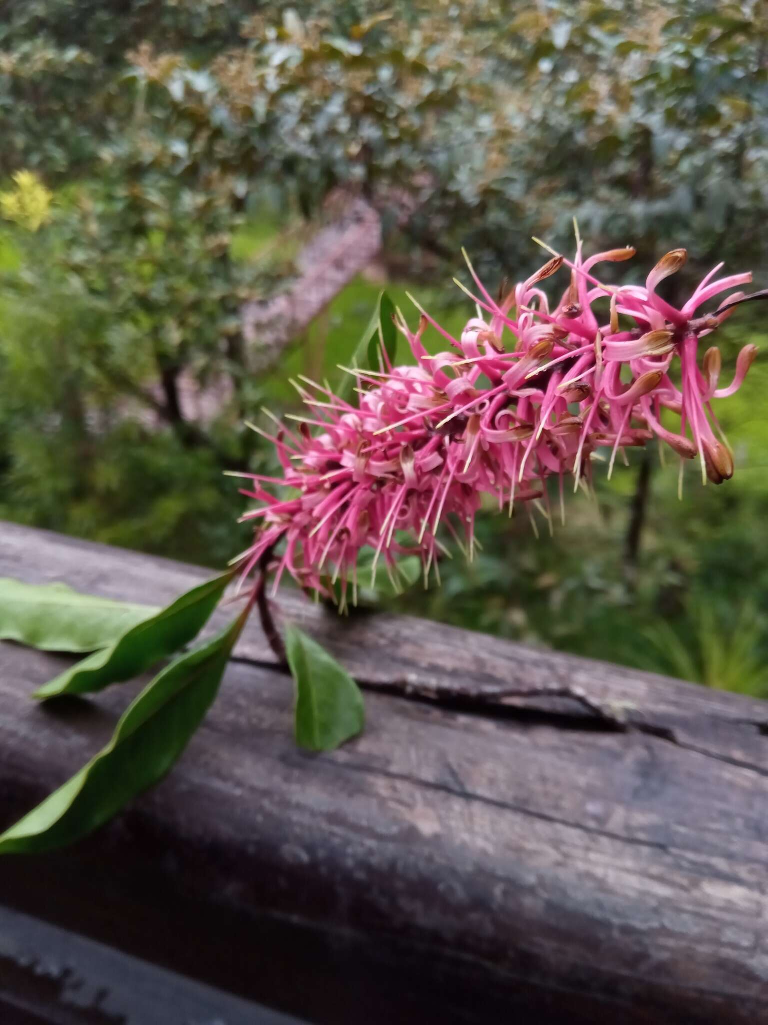 Imagem de Faurea forficuliflora Baker