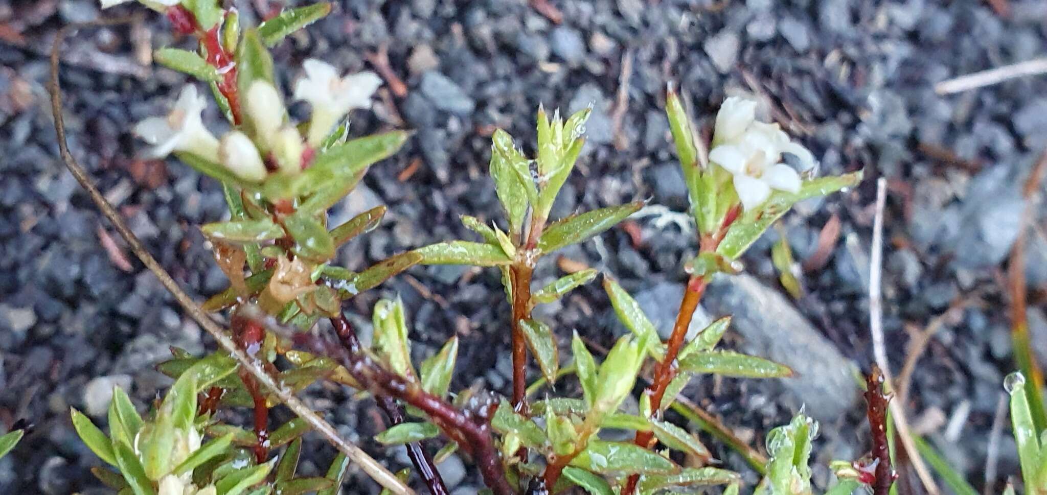 Image of Pimelea suteri T. Kirk