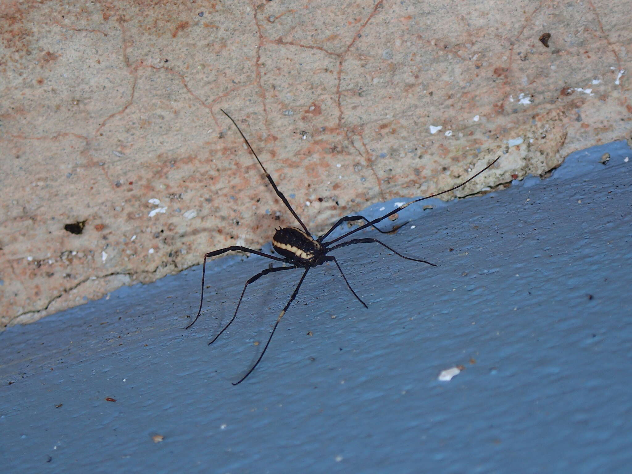 Image of <i>Systenocentrus luteobiseriatus</i>