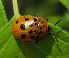 Image of Argus Tortoise Beetle