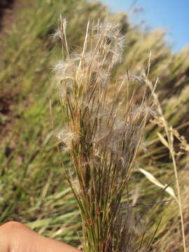 Image of Colombian bluestem