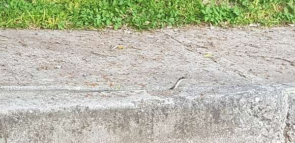 Image of Mexican Patchnose snake