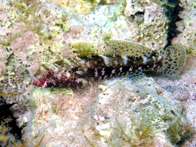 Image of Red-mouthed Goby