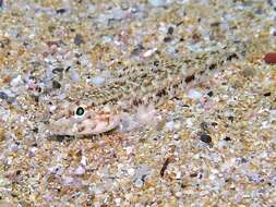 Image of Slender Goby