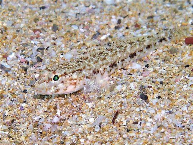 Image of Slender Goby