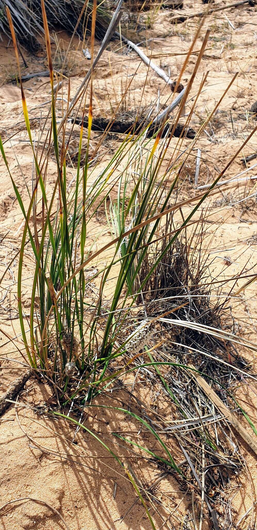 Sivun Lomandra leucocephala subsp. robusta A. T. Lee kuva