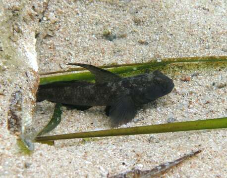 Image of Black Goby