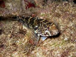 Image of Rock Goby