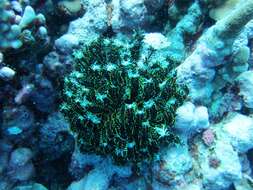 Image of Bottlebrush Feather Star