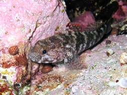 Image of Rock Goby