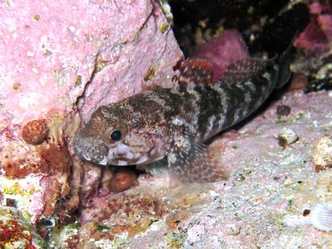 Image of Rock Goby