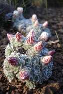 Image of Helichrysum milfordiae Killick