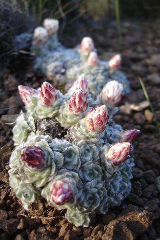 Image of Helichrysum milfordiae Killick