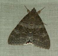 Image of red underwing